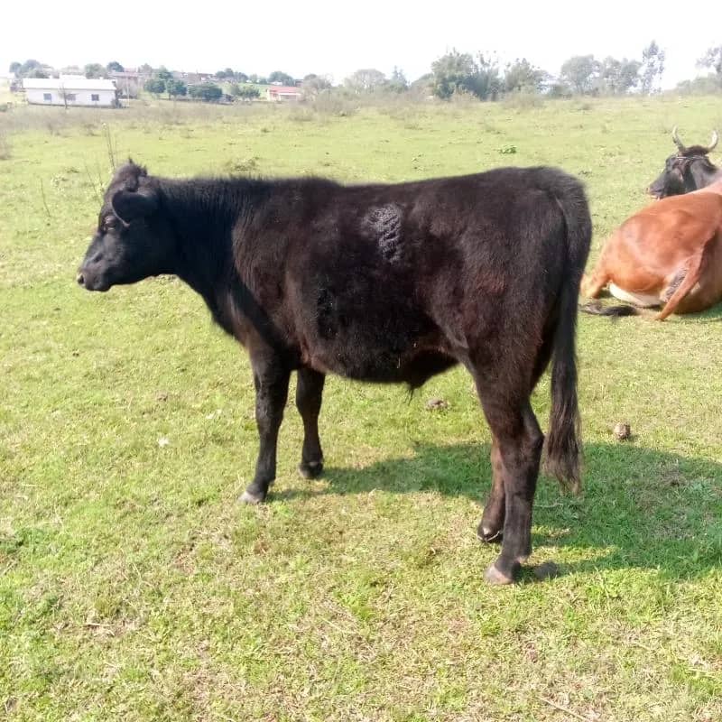 Imagem da campanha Rifa Solidária