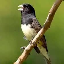 Imagem da campanha Coleiro bahiano Sporophila nigricollis