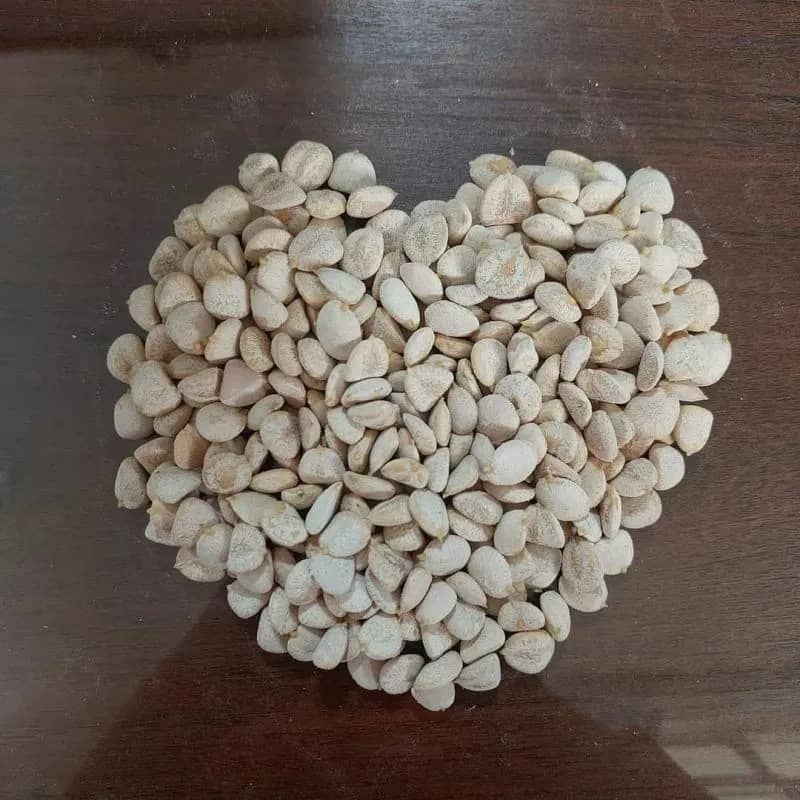 Imagem da campanha 100 unidades de nozes da índia