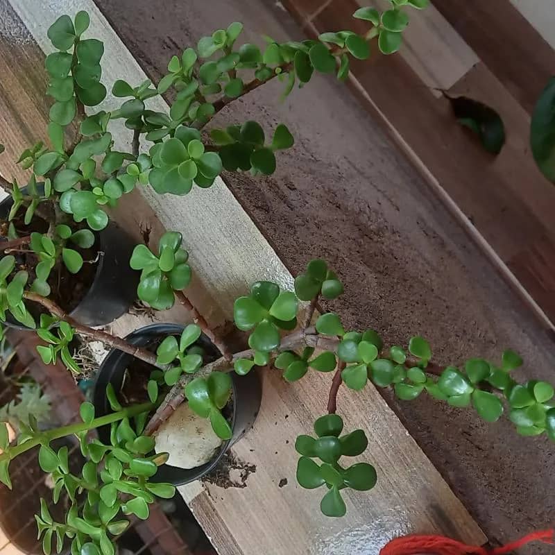 Imagem da campanha Rifa solidária