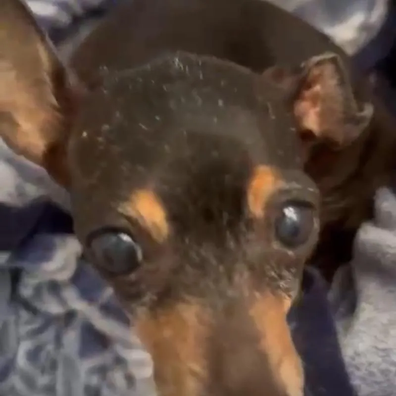 Imagem da campanha Ajuda aos meus resgatados