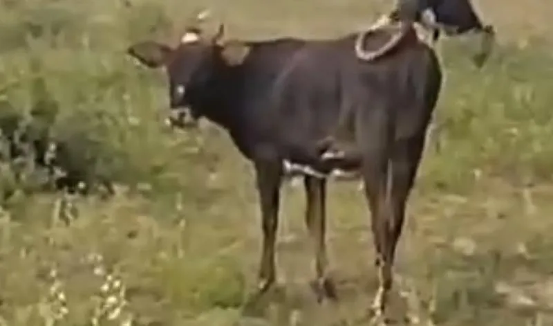 Imagem da campanha GARROTA DE RAÇA