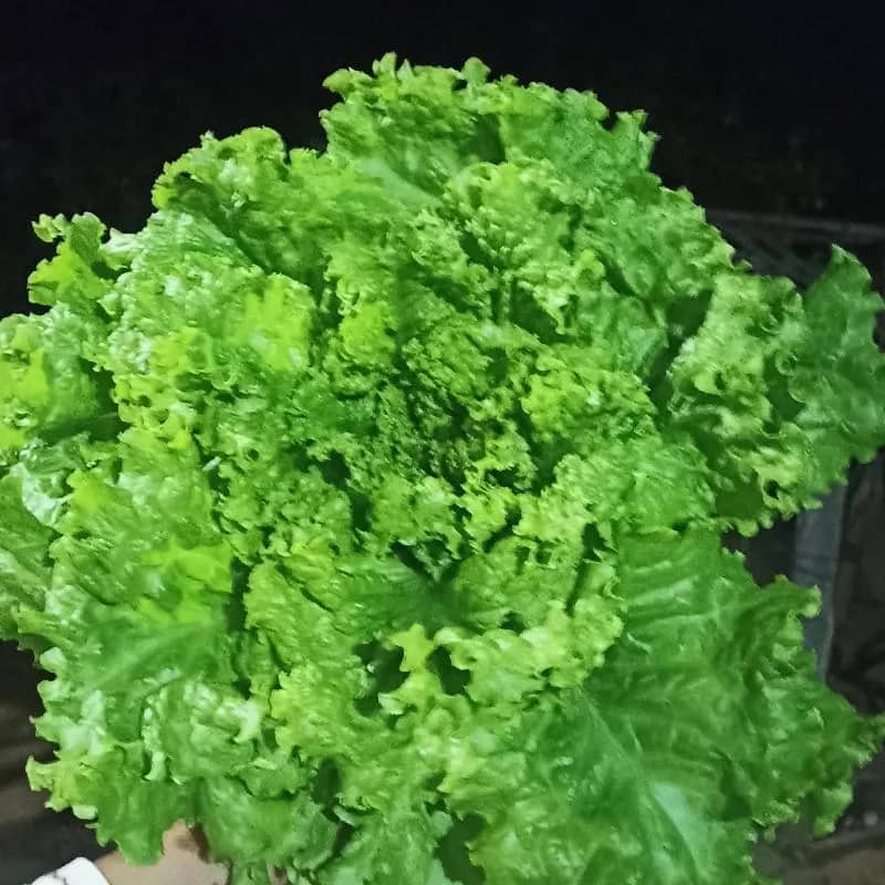 Imagem da campanha Brincadeira entre amigos