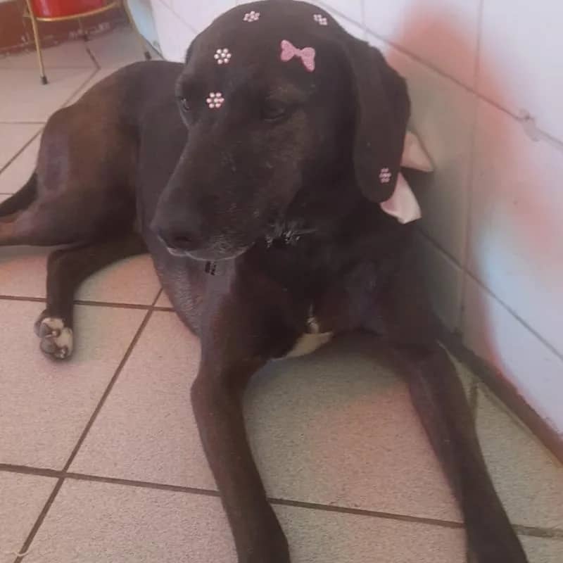 Imagem da campanha Rifa da Preta