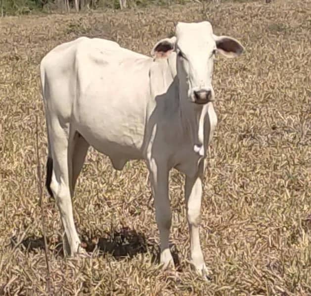 Imagem da campanha Em prol da reconstrução do lar de Joseane e Rayamar.