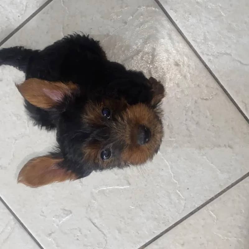 Imagem da campanha Yorkshire