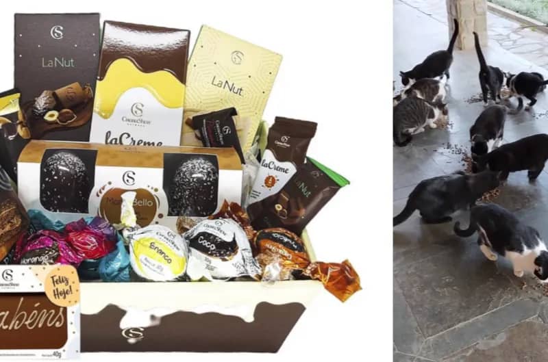 Imagem da campanha Ajude os Gatinhos a Encontrarem um Lar Amoroso! 🐱❤️