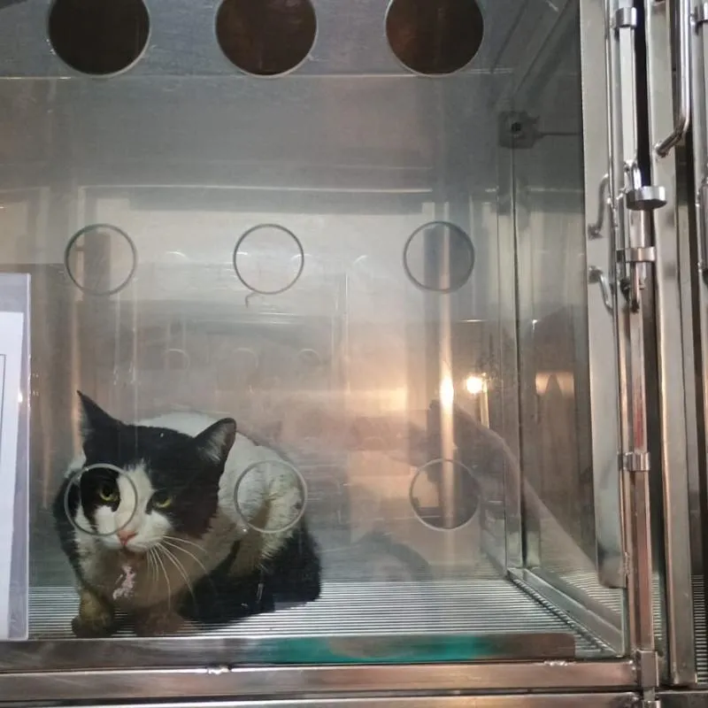 Imagem da campanha Custear Internação/tratamento gato Nick 😻