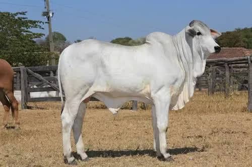 Imagem da campanha Bezerro Nelore