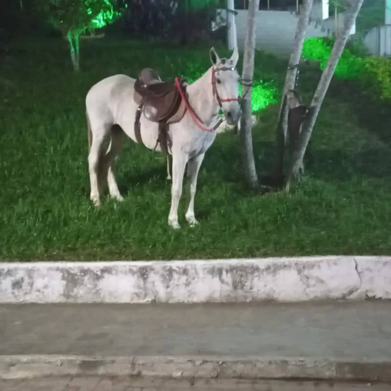 Imagem da campanha Egua de cavalgada !