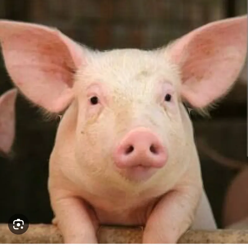 Imagem da campanha LEITOA BRANCA