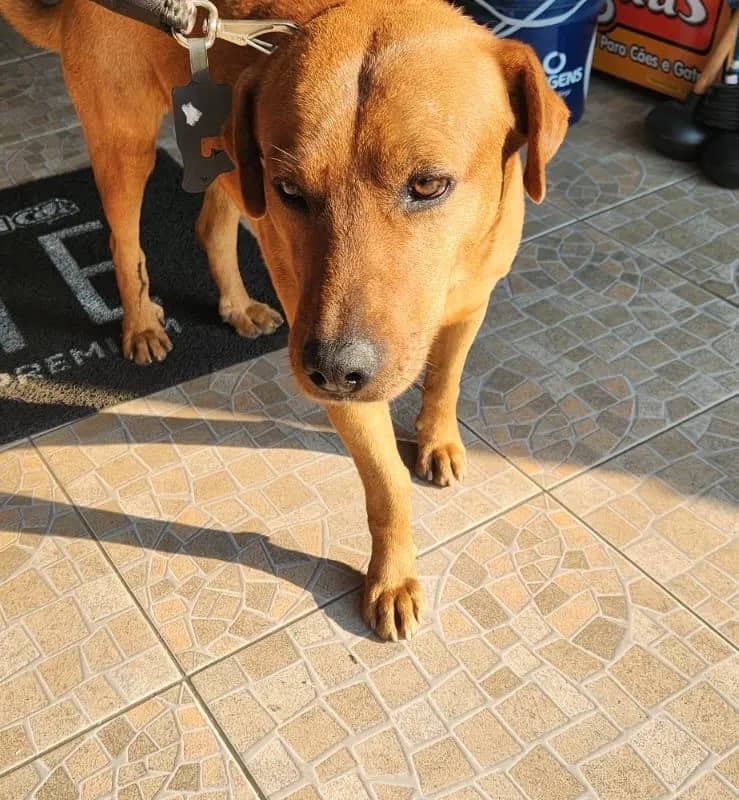 Imagem da campanha Juntos pelo Amarelão