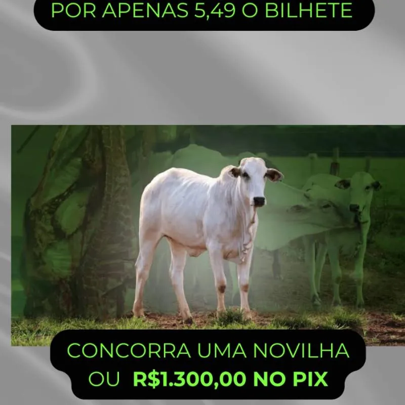 Imagem da campanha RIFA DE 1 NOVILHA OU 1.300R$ no PIX