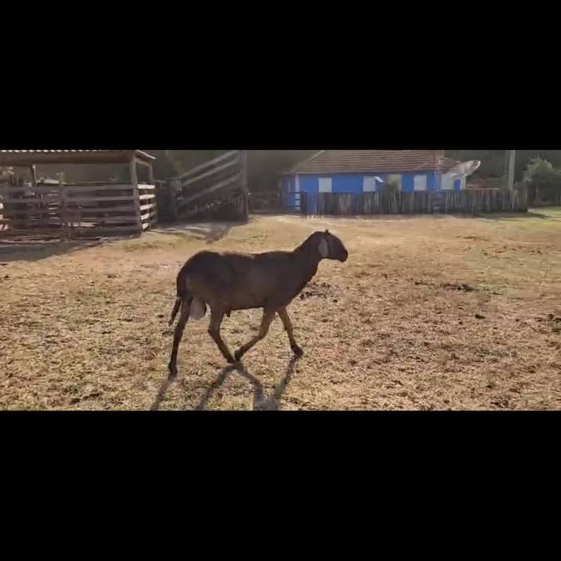 Imagem da campanha Rifa de um Carneiro