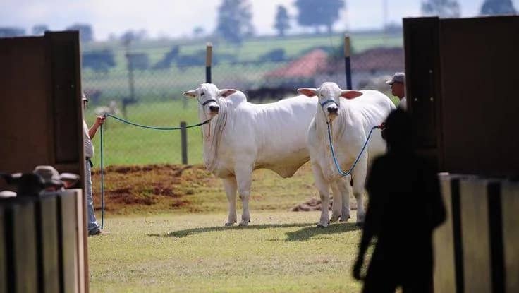Imagem da campanha Rifa para o Baiano da Horta.