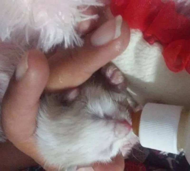 Imagem da campanha Rifa solidária gatinha  kinininha tentativa de envenenamento