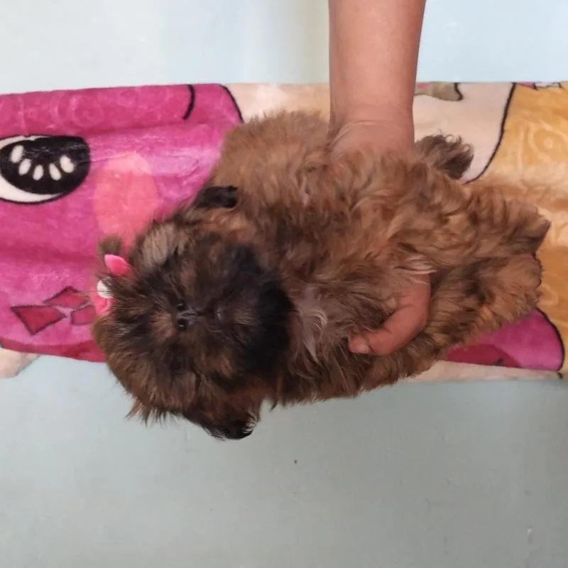 Imagem da campanha Rifa da sorte