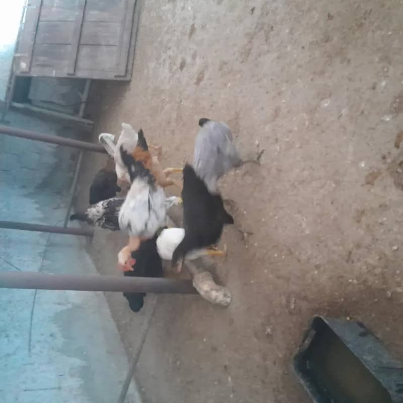 Imagem da campanha Rifa frangas-os