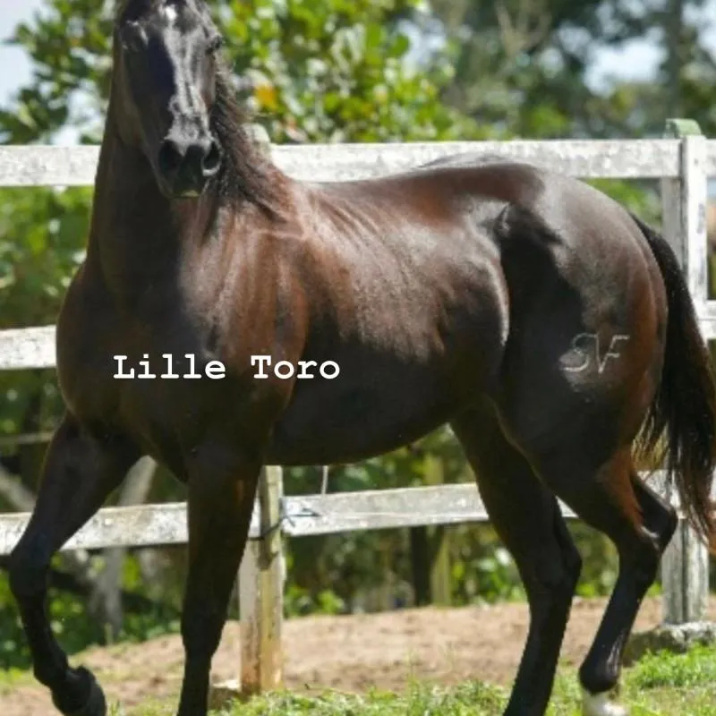 Imagem da campanha Equinos QM Brasil