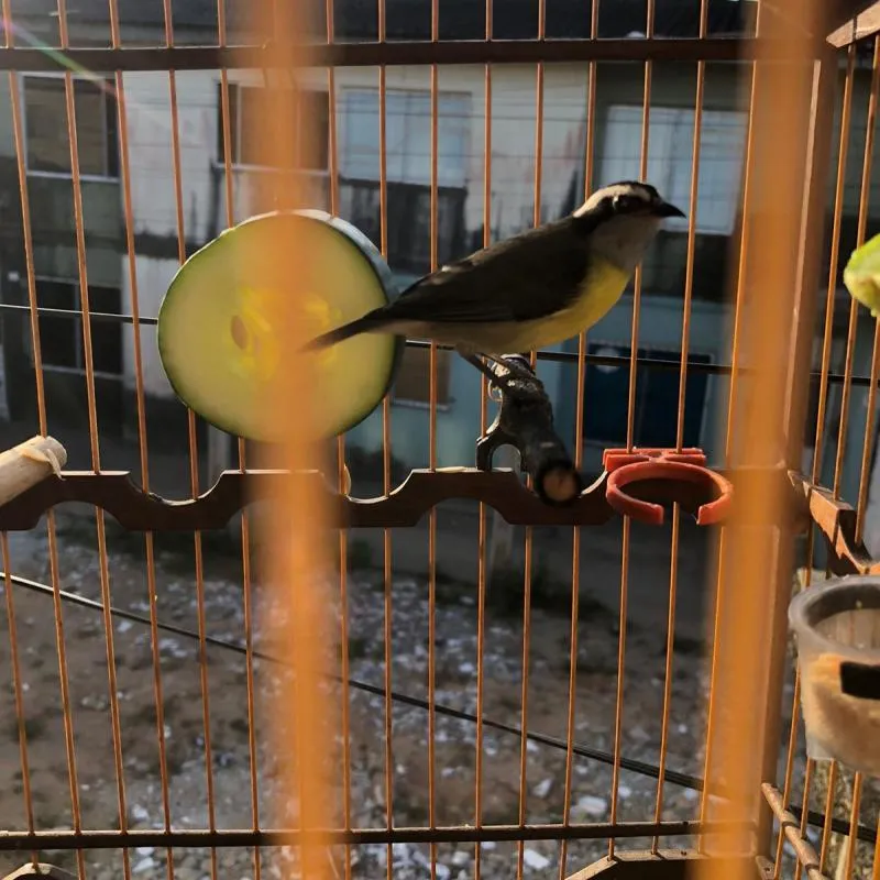 Imagem da campanha SEBITE CANARINHO