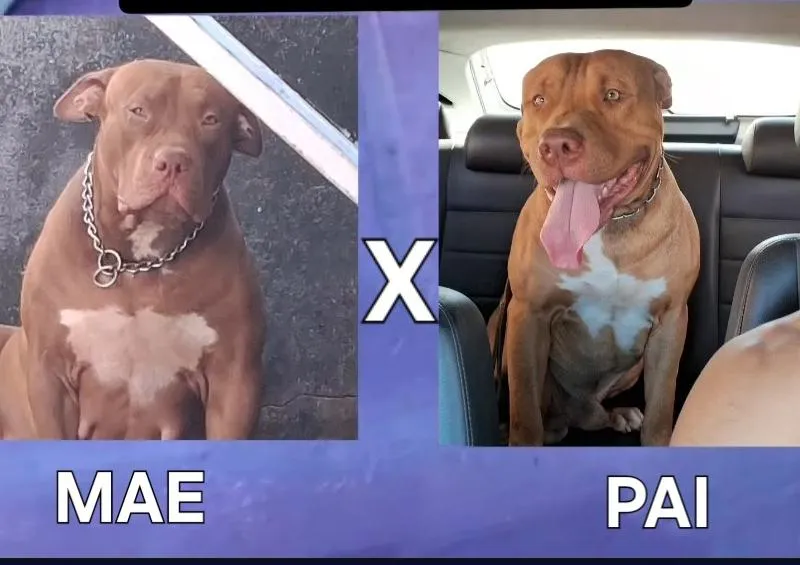 Imagem da campanha Filhote fêmea de PIT MONSTER