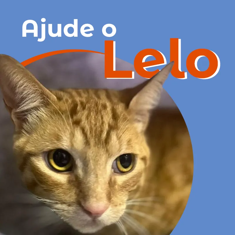 Imagem da campanha Ajude o Lelo