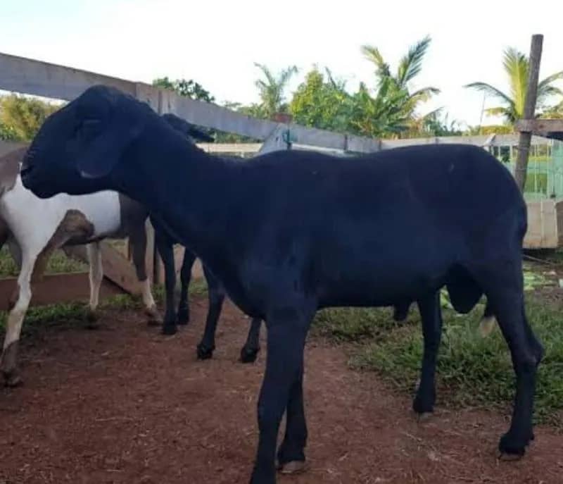 Imagem da campanha Sorteio de um carneiro
