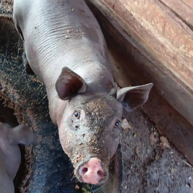 Imagem da campanha Porco caipira