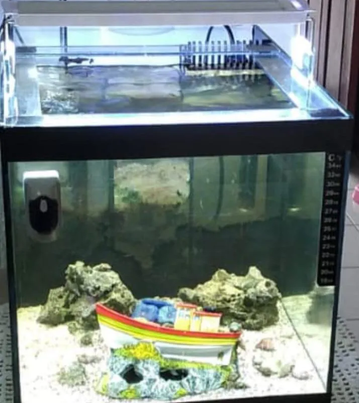 Imagem da campanha Aquário completo litros água salgada com 2 peixes palhaço