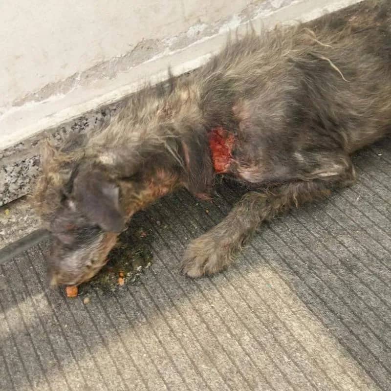 Imagem da campanha Ajude o Aloki