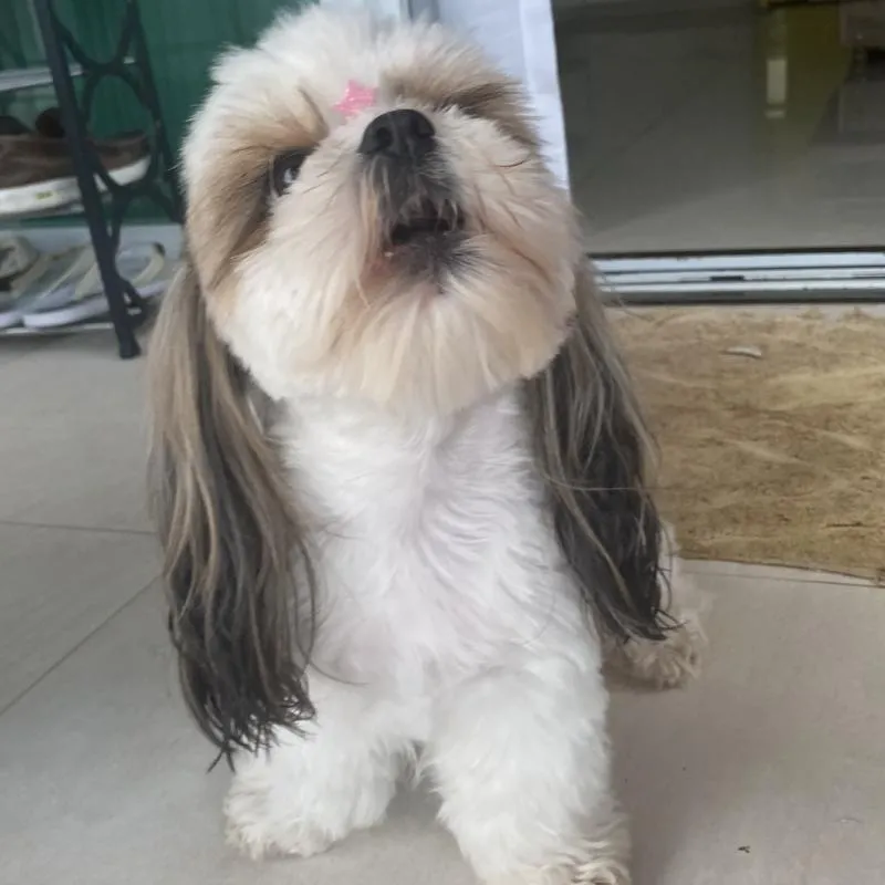 Imagem da campanha Cachorro