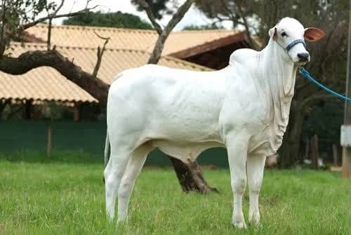 Imagem da campanha Nelore PO