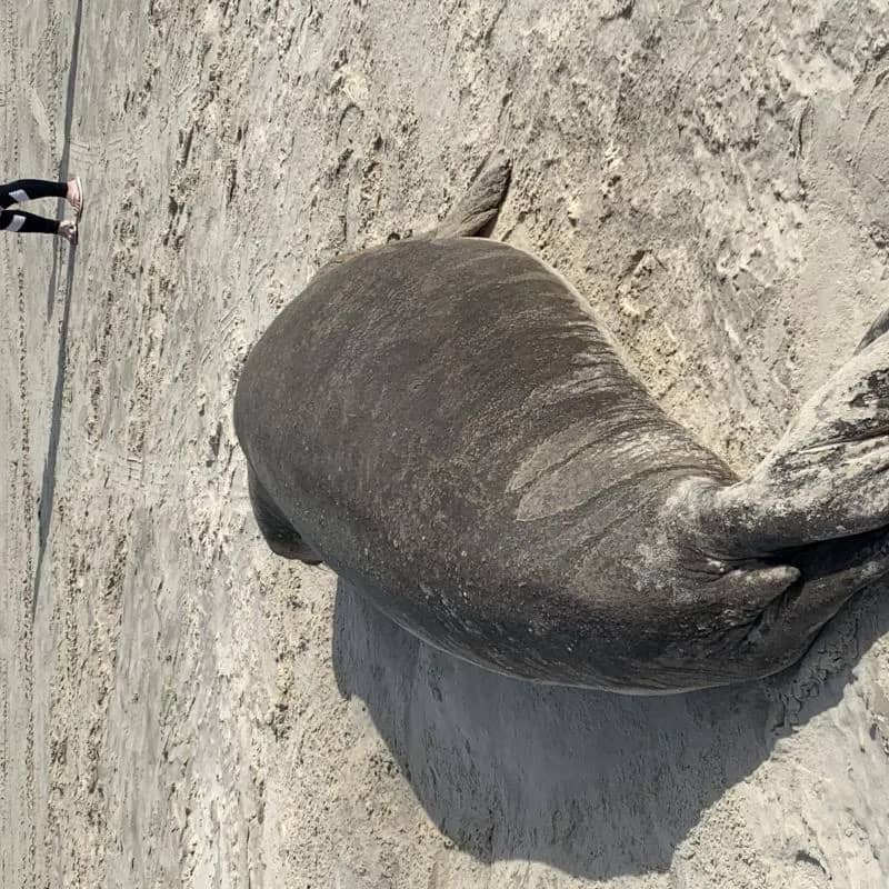 Imagem da campanha Decefr