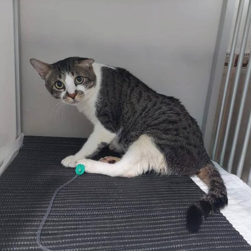 Imagem da campanha Rifa Solidária do Jorjão