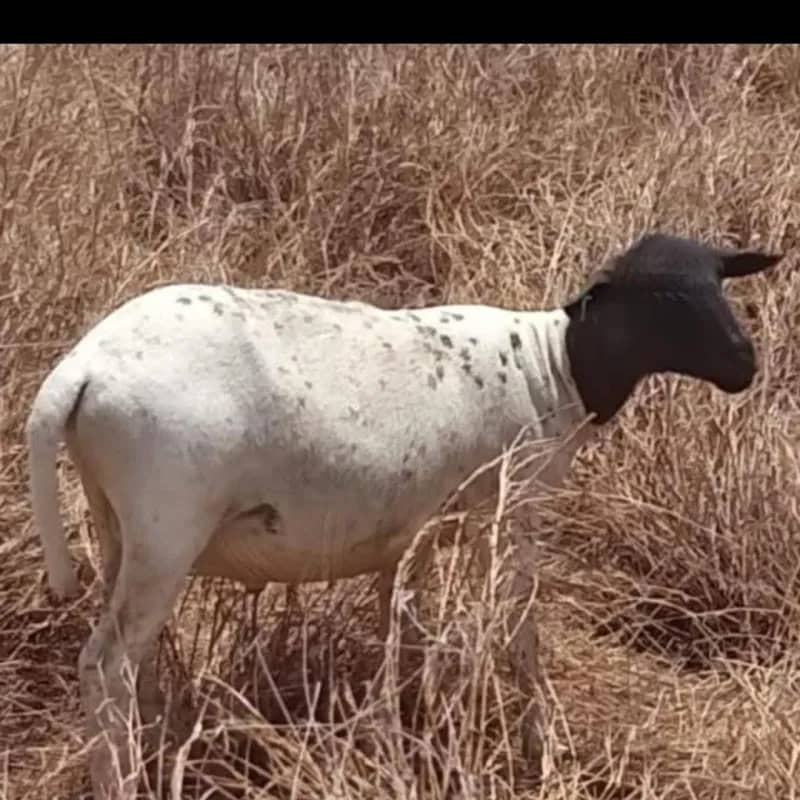 Imagem da campanha Rifa beneficente