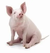 Imagem da campanha Ação entre amigos-  EM PROL A CONSTRUÇÃO DA IGREJA