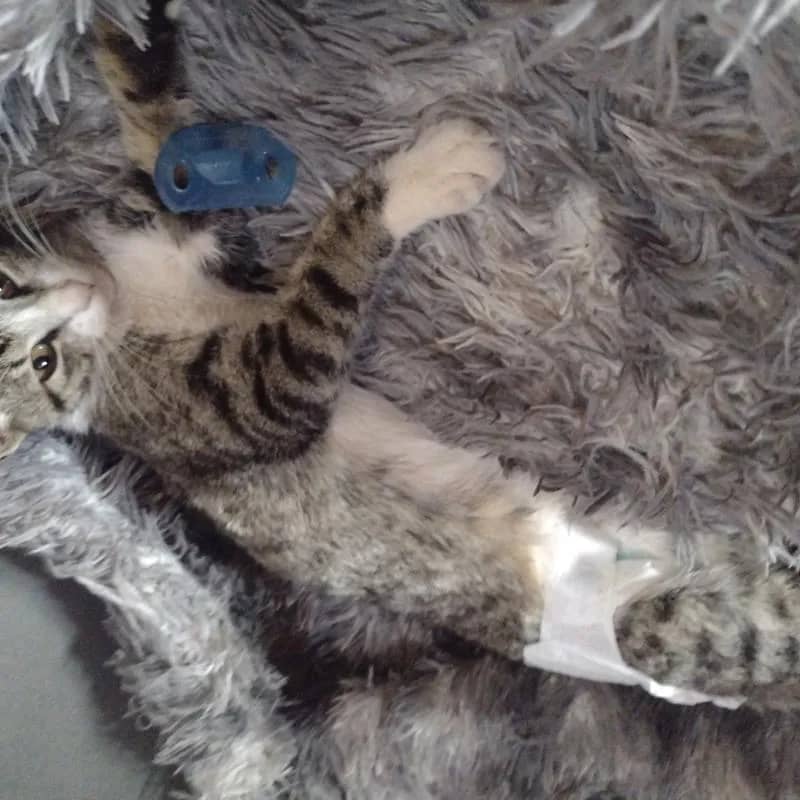 Imagem da campanha Todos pelo nino