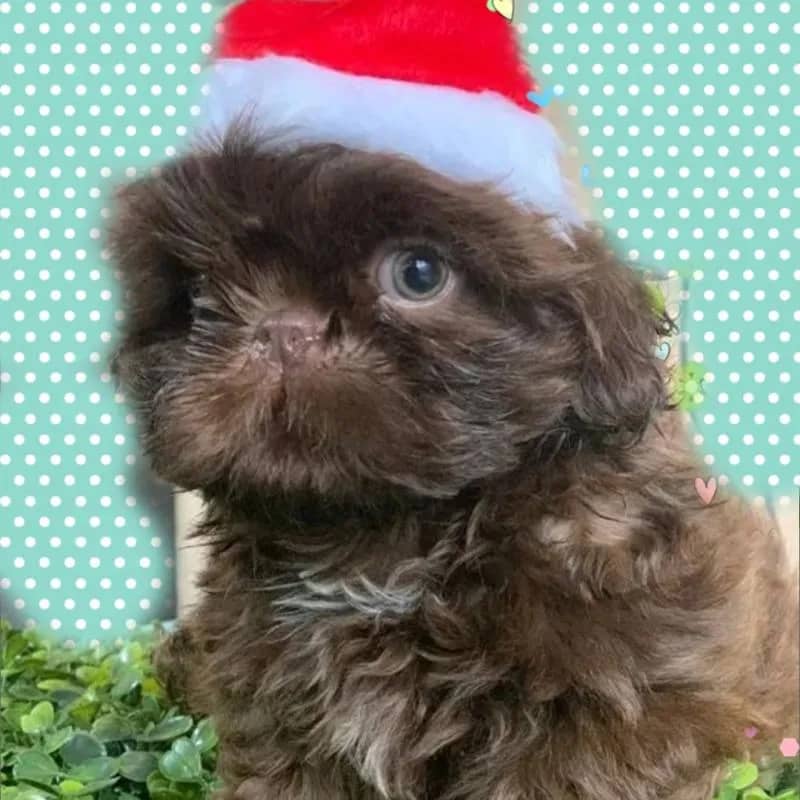 Imagem da campanha Rifa de natal