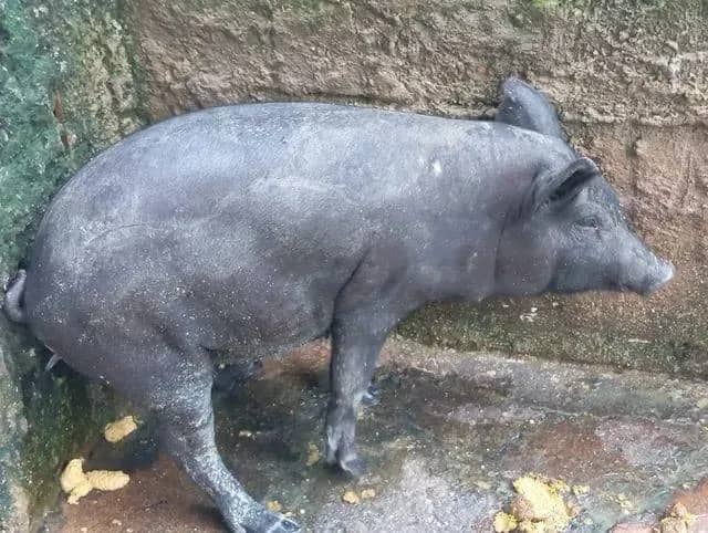 Imagem da campanha Rifa entre amigos e familiares para 🏠 nova