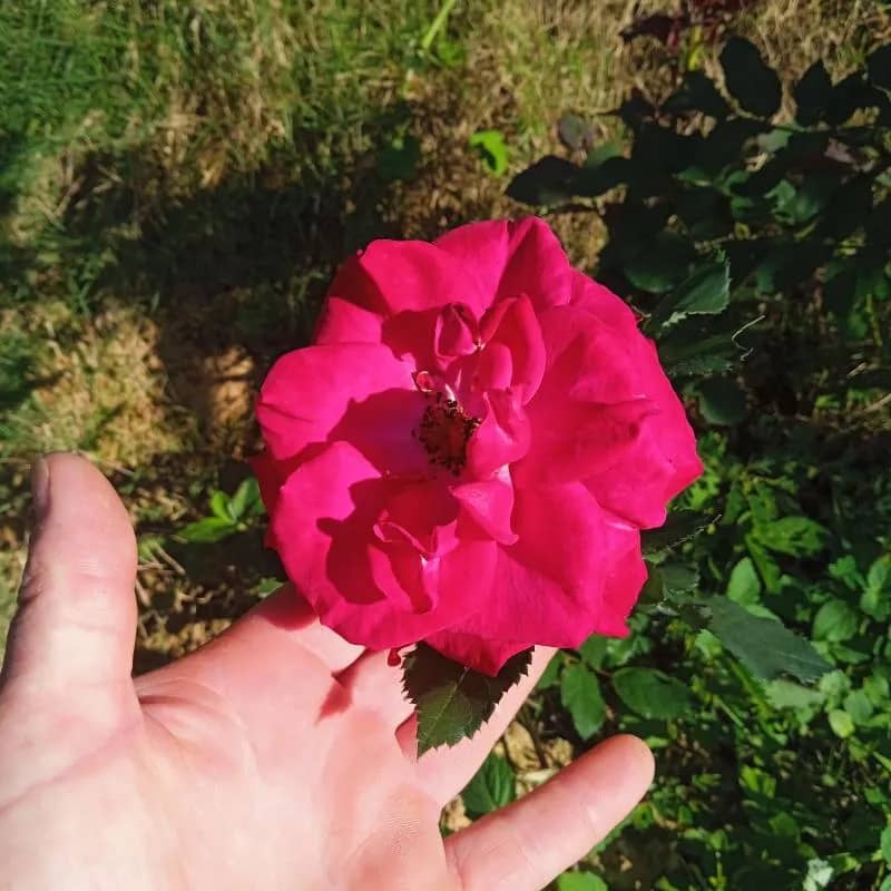 Imagem da campanha 1.500 no pix