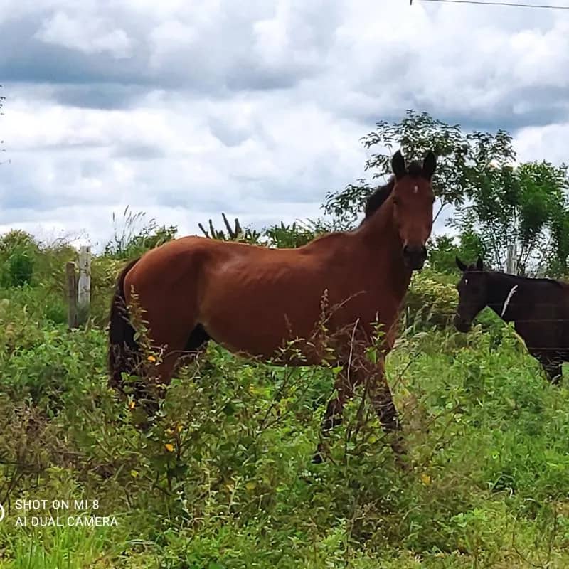 Imagem da campanha Sorteio Égua Mangalarga Marcha Batida