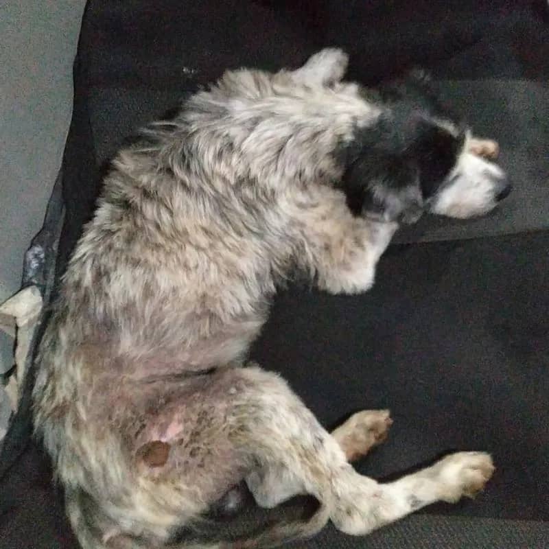 Imagem da campanha Ajudando Aumigo Idoso( shladow)