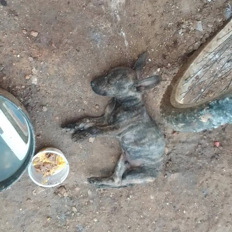 Imagem da campanha Salva um cachorro