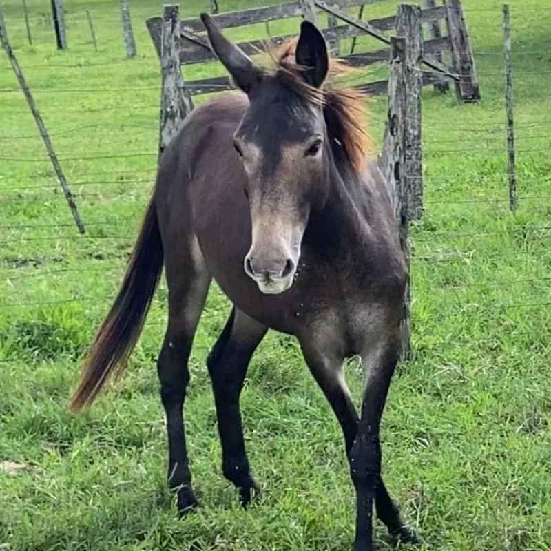 Imagem da campanha Rifa Solidaria