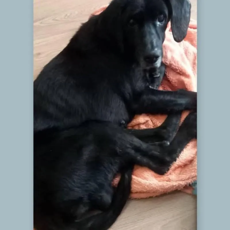 Imagem da campanha CACHORRINHO PRETO DE RUA