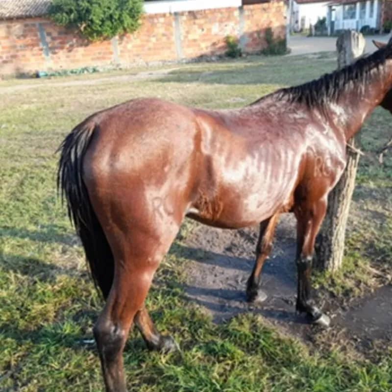 Imagem da campanha RIFA DO IS