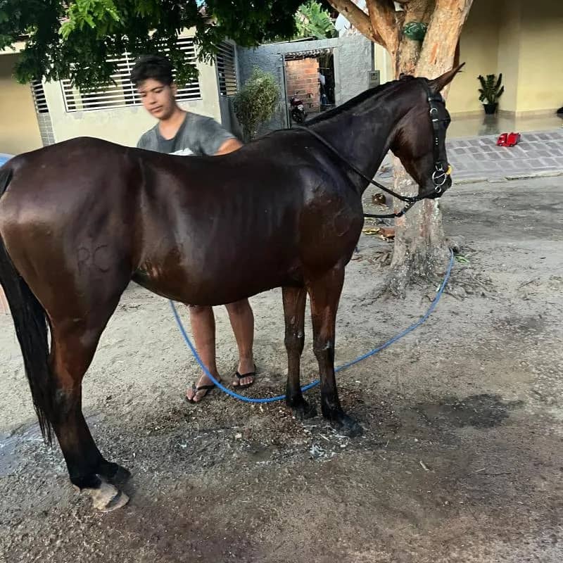 Imagem da campanha RIFA DO IS