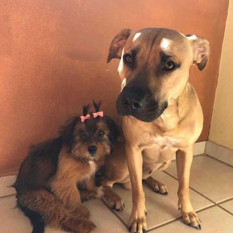 Imagem da campanha LUTA CONTRA PARVOVIROSE (PET)