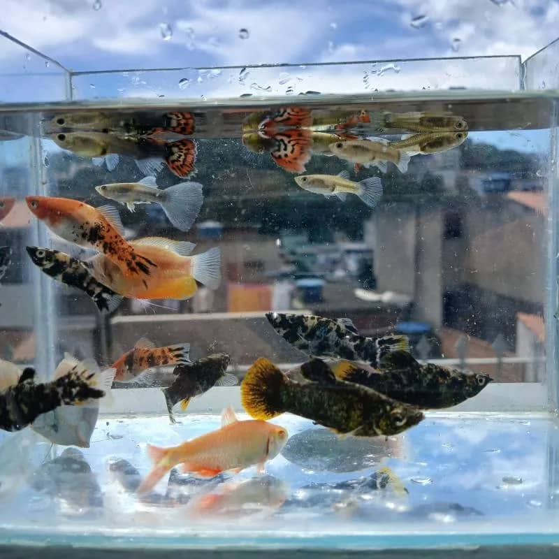 Imagem da campanha 1 ação de peixes ornamentais🐠🐡🪸