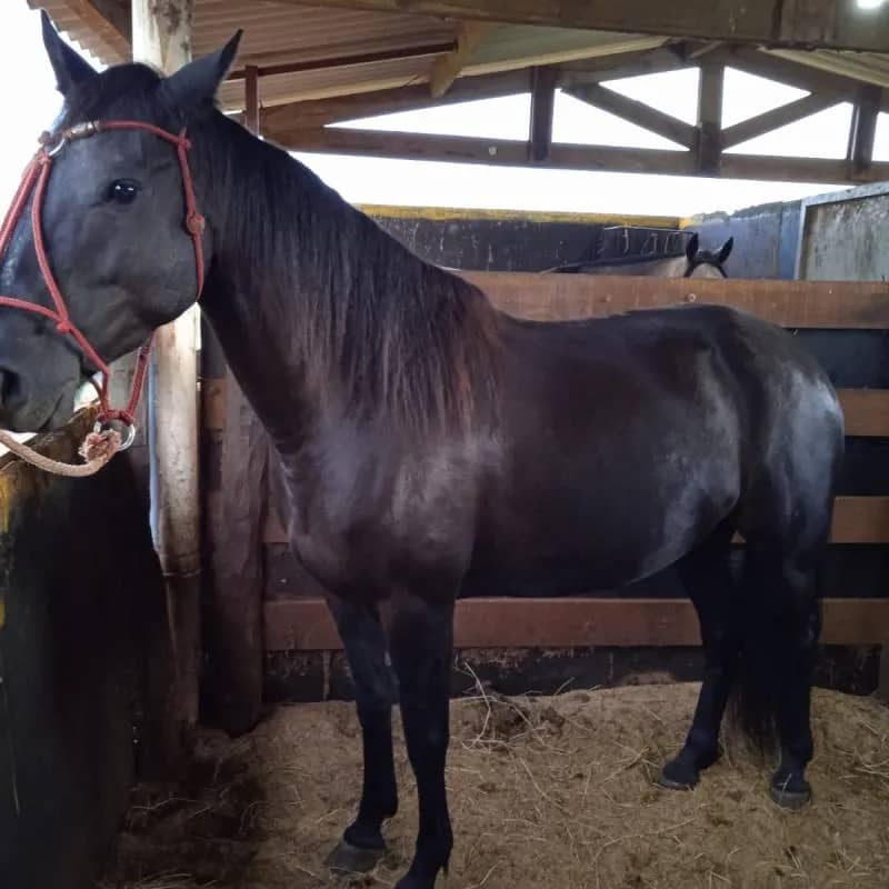 Imagem da campanha Égua crioula